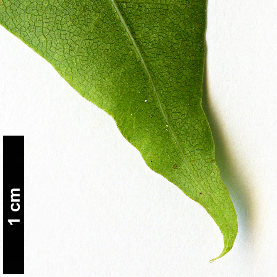 High resolution image: Family: Sapindaceae - Genus: Acer - Taxon: pictum - SpeciesSub: subsp. macropterum High resolution image: Family: Sapindaceae - Genus: Acer - Taxon: pictum - SpeciesSub: subsp. macropterum